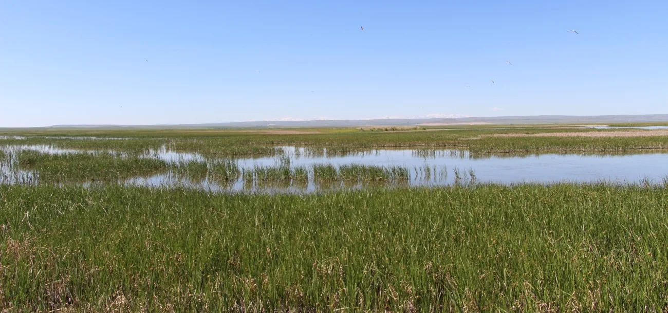 Emergent wetland plants growing in broad bands through shallow water