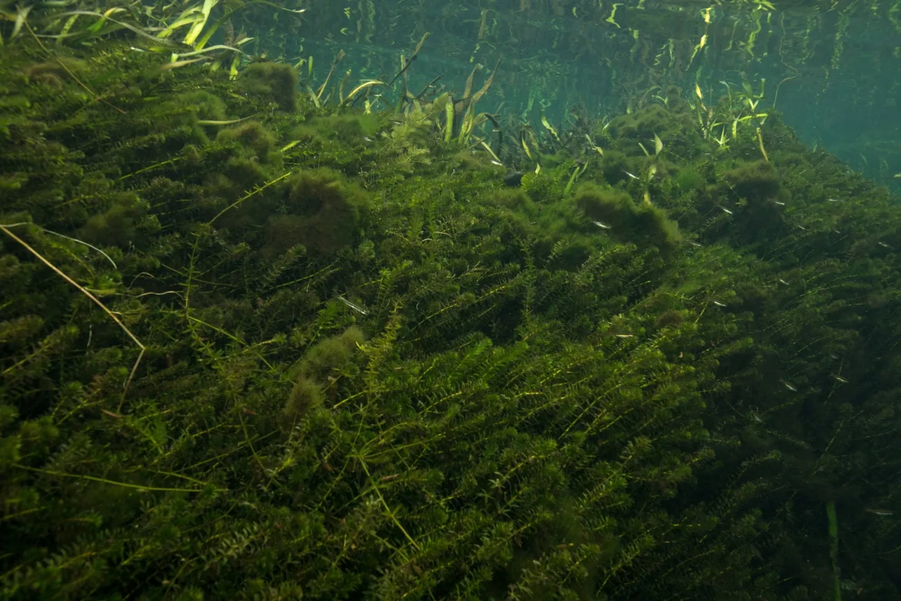 Dense submerged hydrilla growing through the water column
