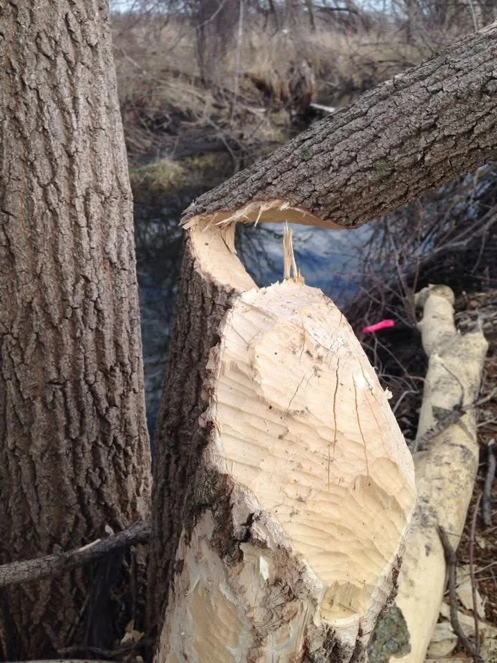 Large tree at Norton Creek nearly cut through by beavers