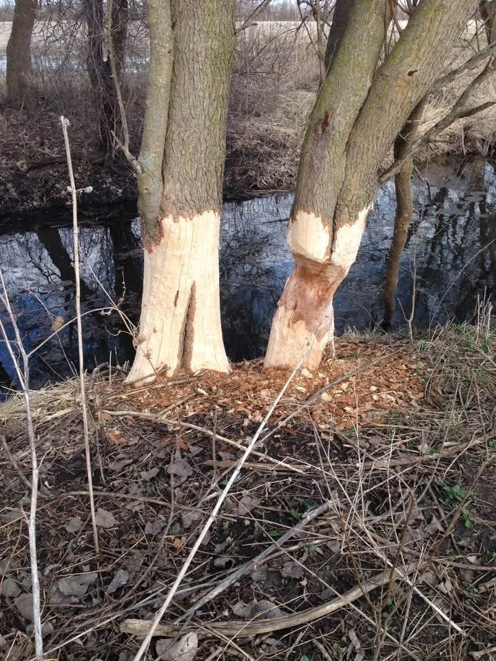 Two mature trees heavily gnawed by beavers beside Norton Creek