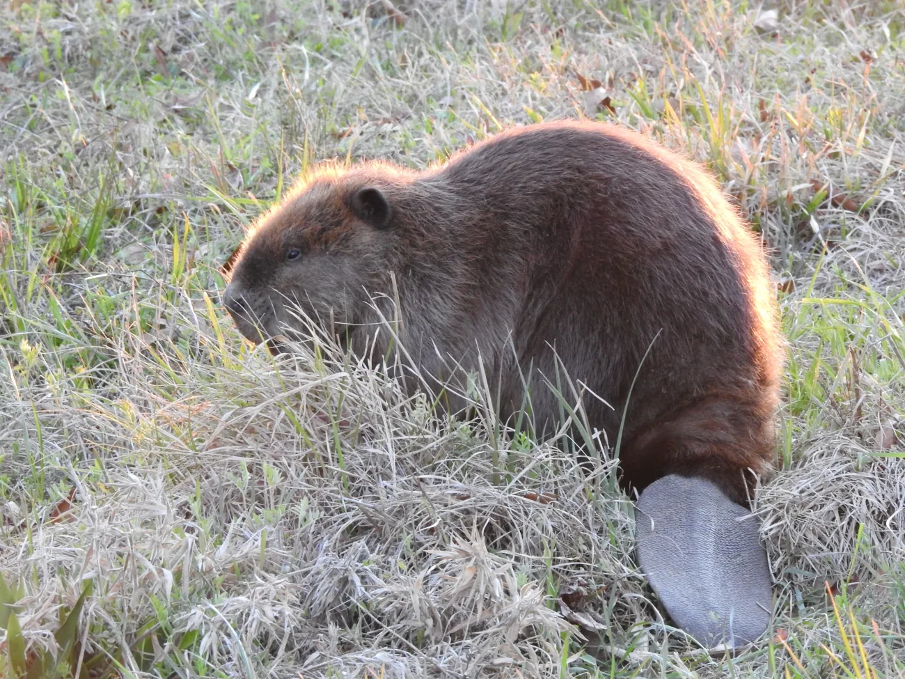 American beaver standing on land with its broad flat tail visible