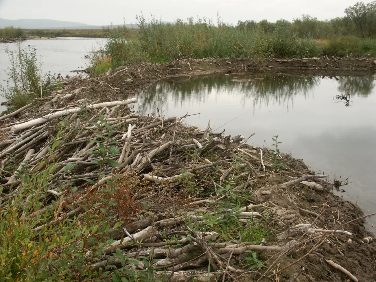 Beaver dam holding back a broad ponded area