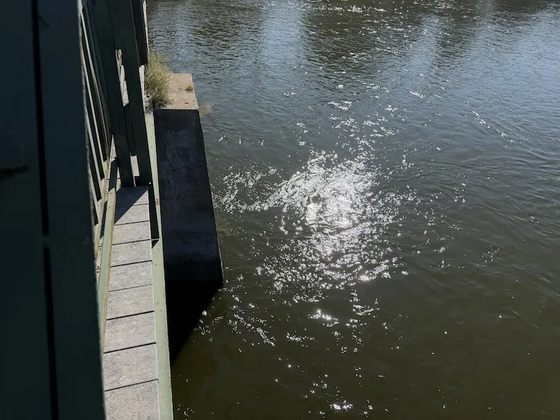 Surface current and wake patterns around a Fox River bridge pylon