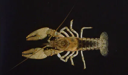 Northern Clearwater Crayfish viewed from above