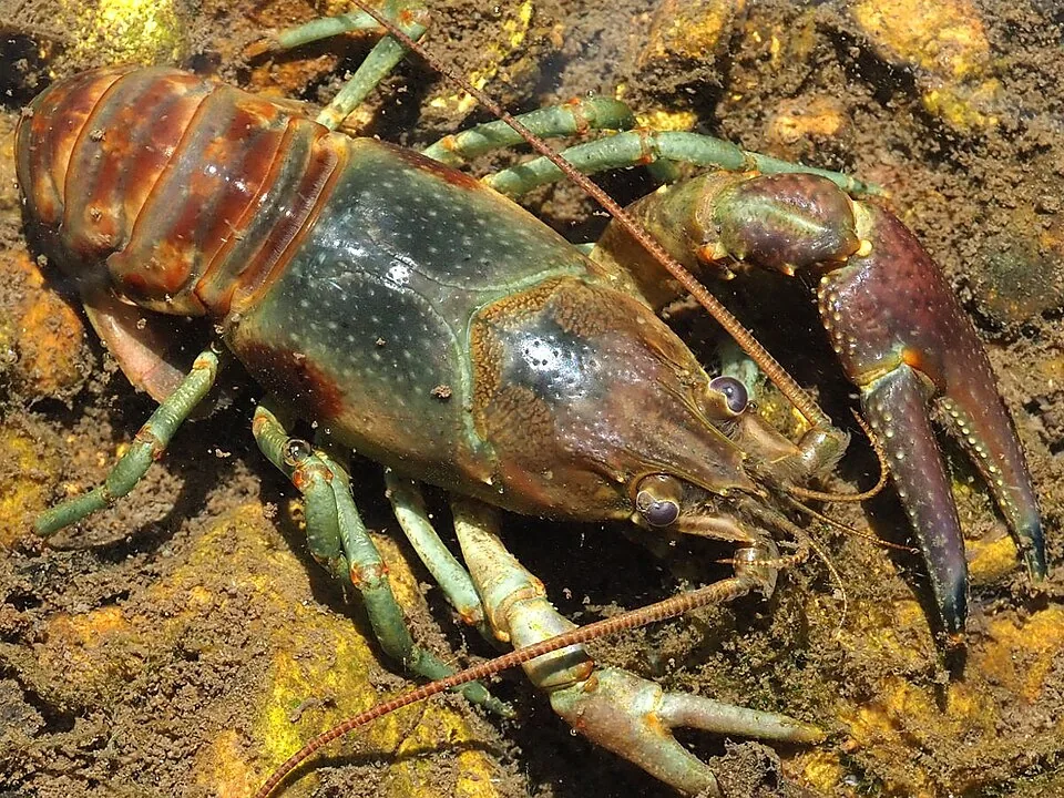 Rusty Crayfish resting among rocks