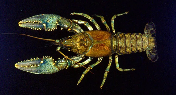 Virile Crayfish viewed from above, showing its broad claws and brown body