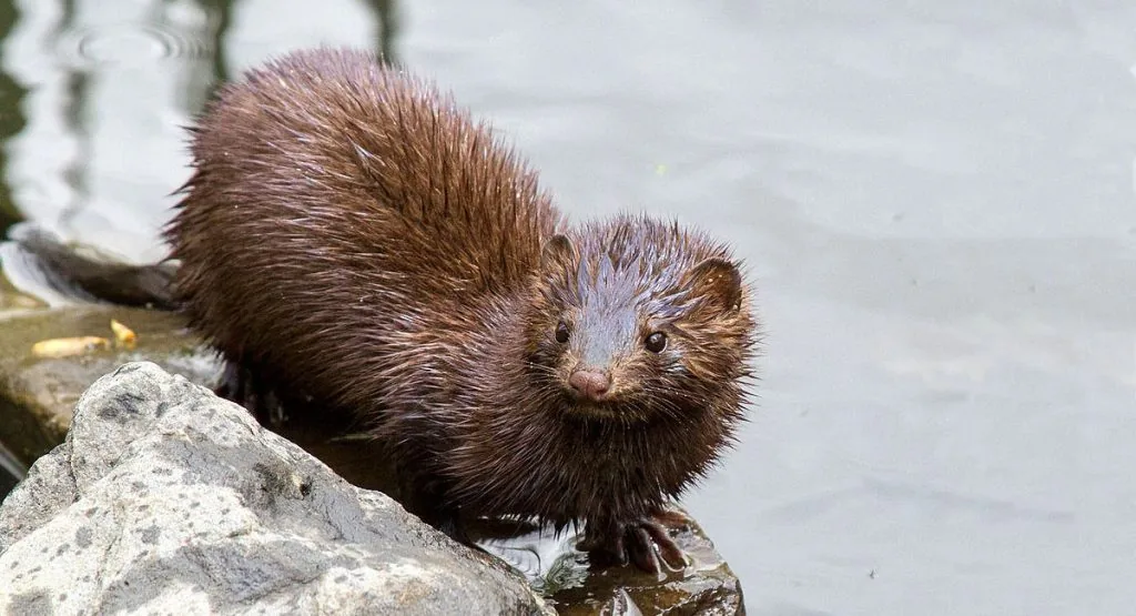 Mink moving along a riverbank