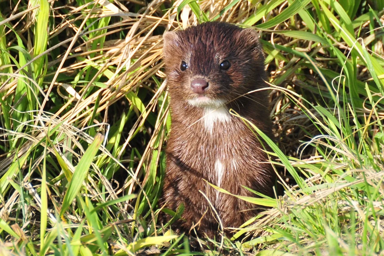 American mink standing upright among shoreline grasses
