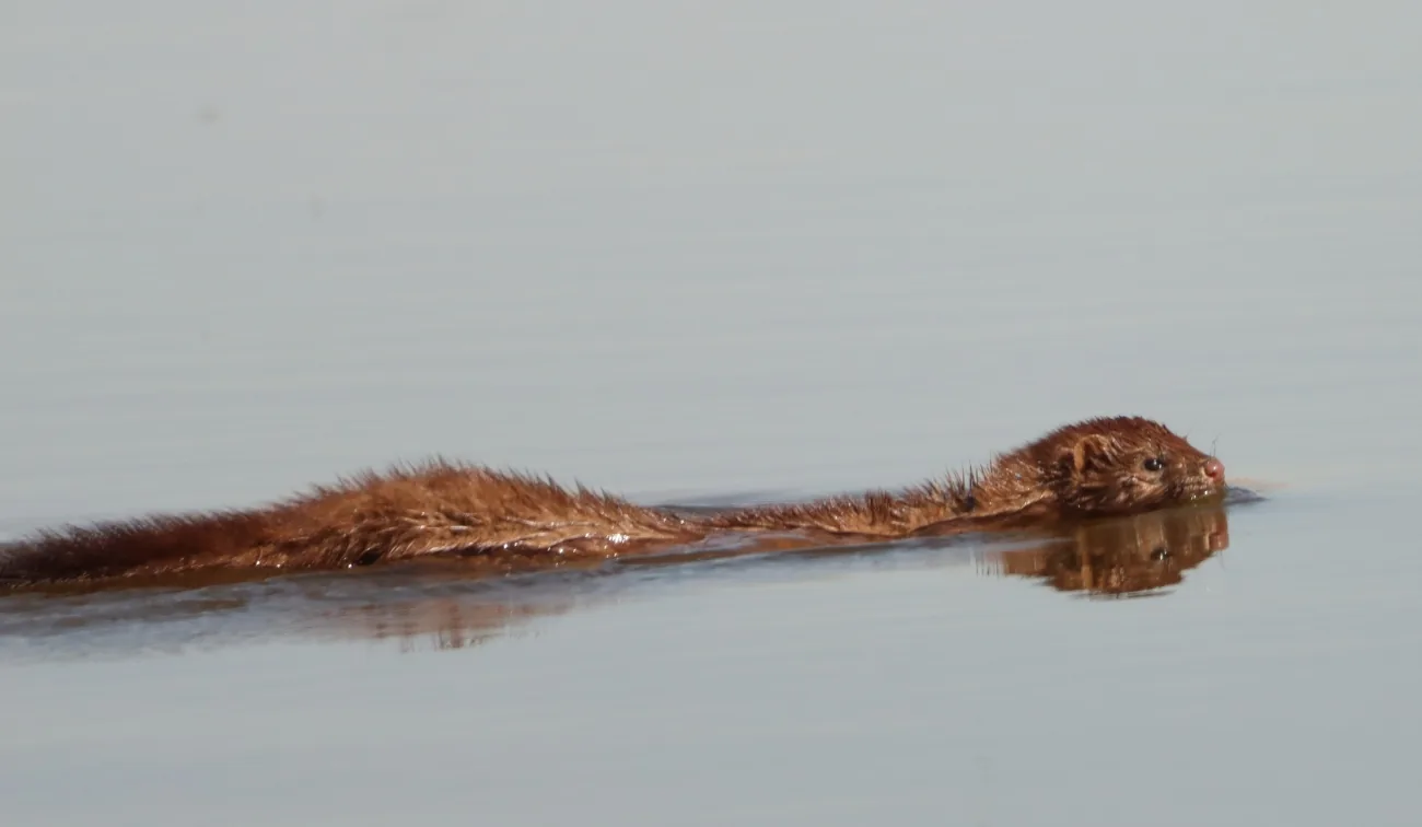 American mink swimming low in calm water