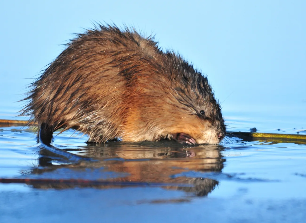 Common muskrat standing in shallow water