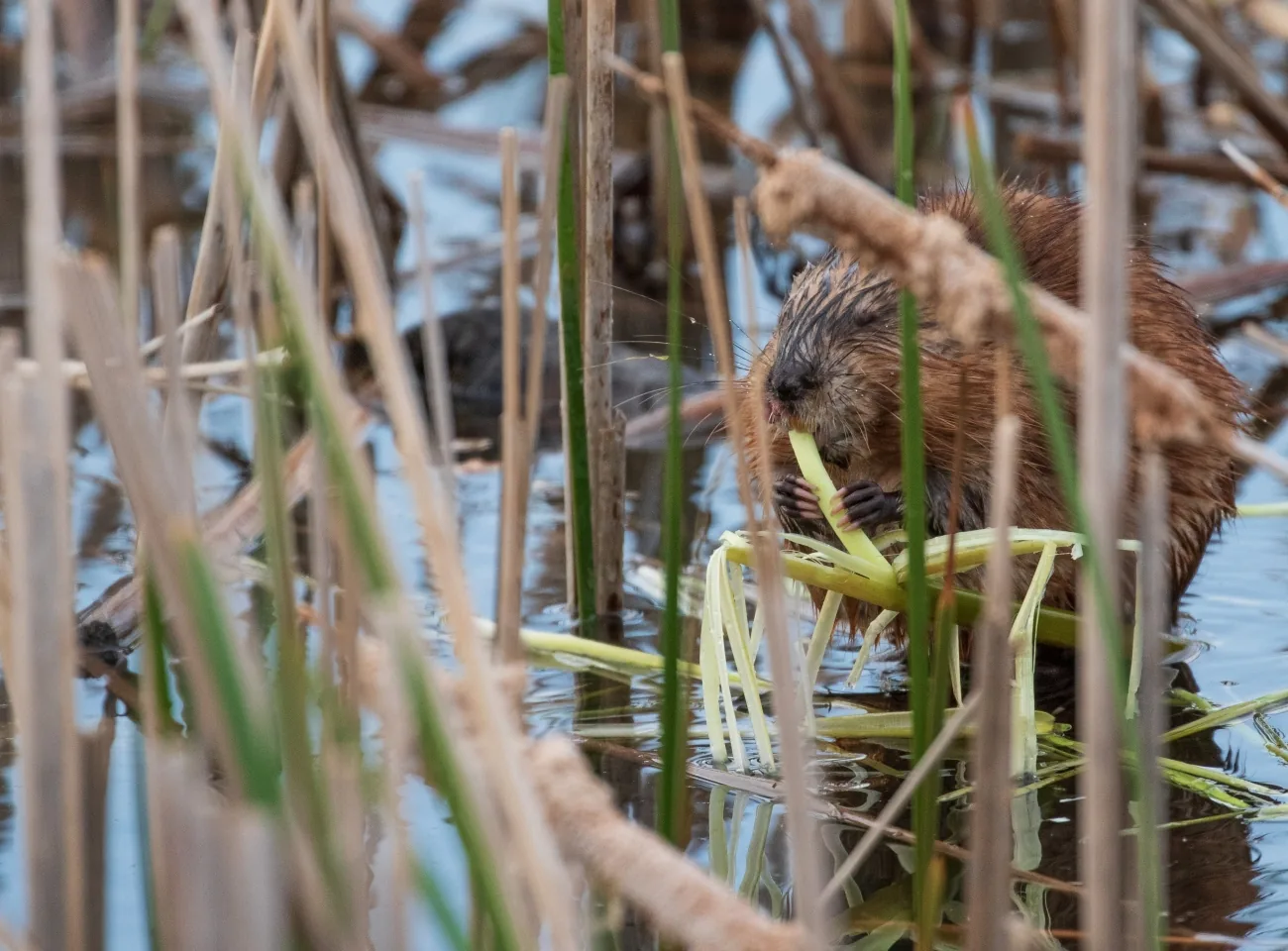 Muskrat eating fresh aquatic vegetation among wetland reeds