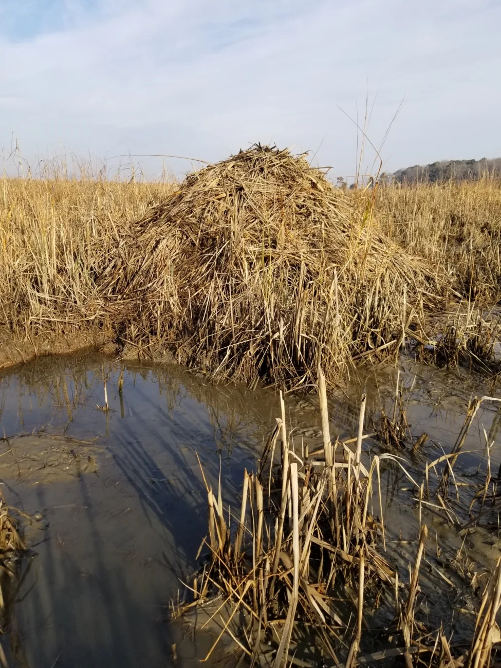 Vegetation-built muskrat lodge at Poplar Island in Chesapeake Bay