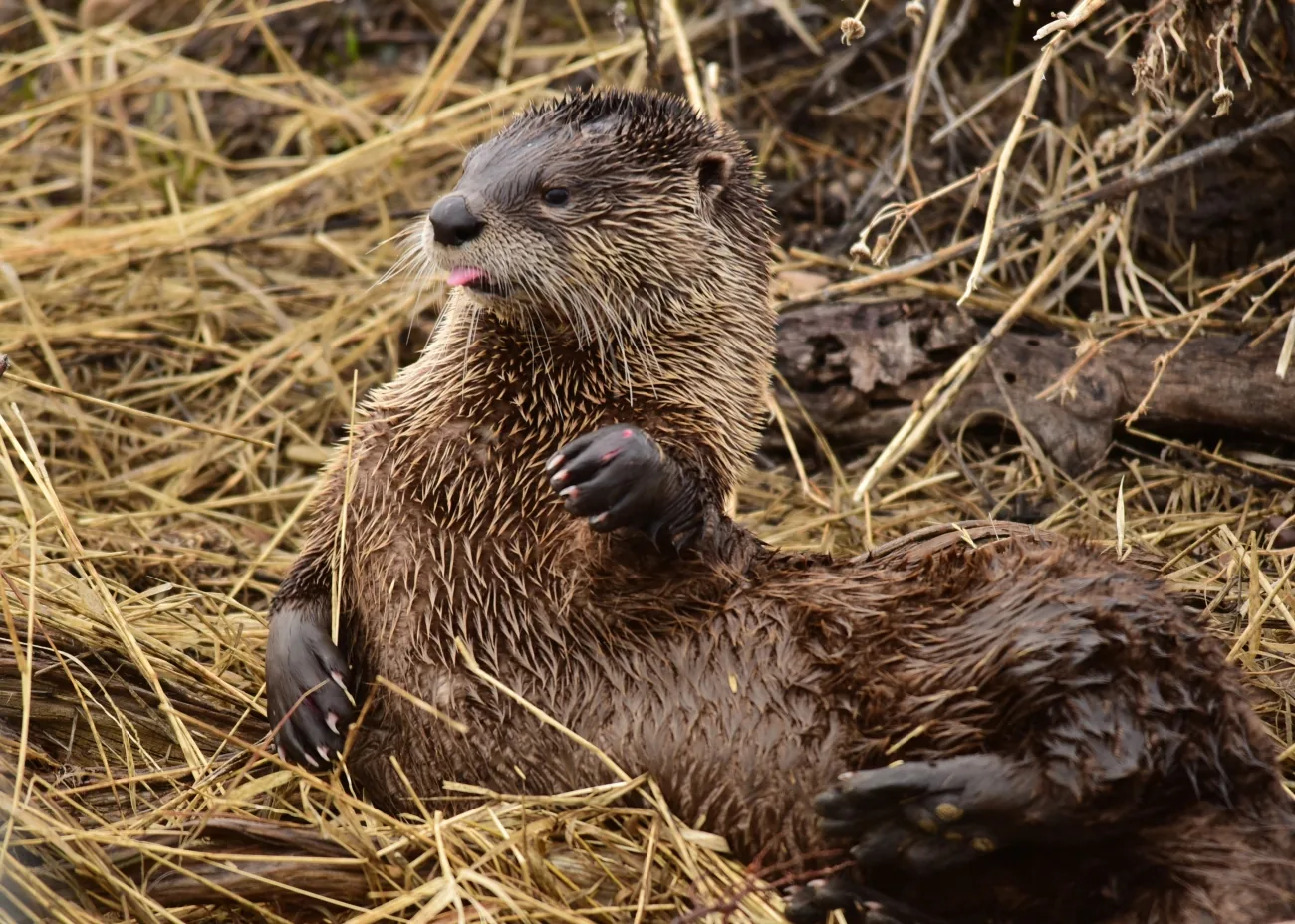 North American river otter resting on a grassy shoreline
