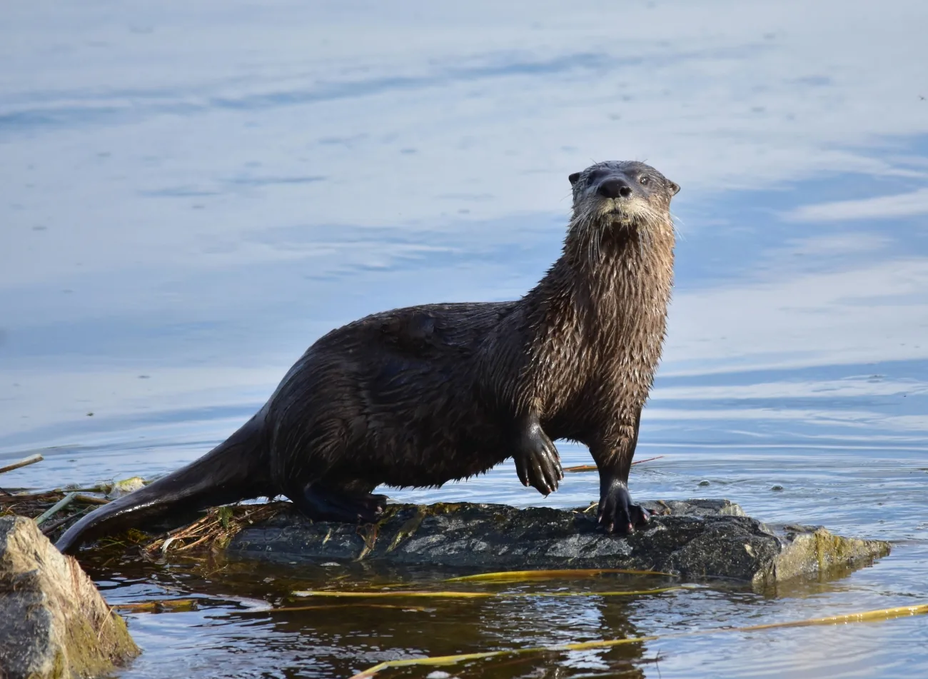North American river otter standing at the water's edge