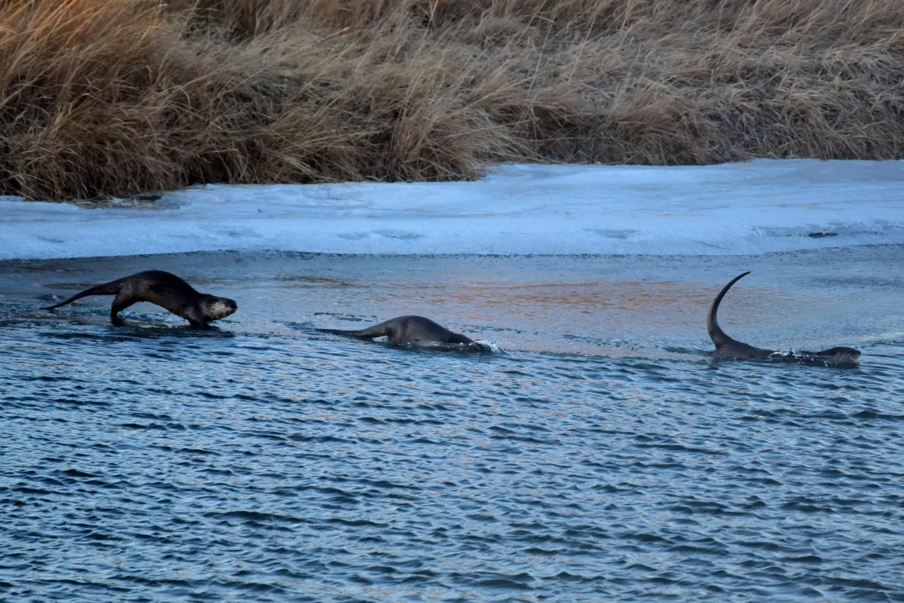 Three North American river otters playing beside winter ice